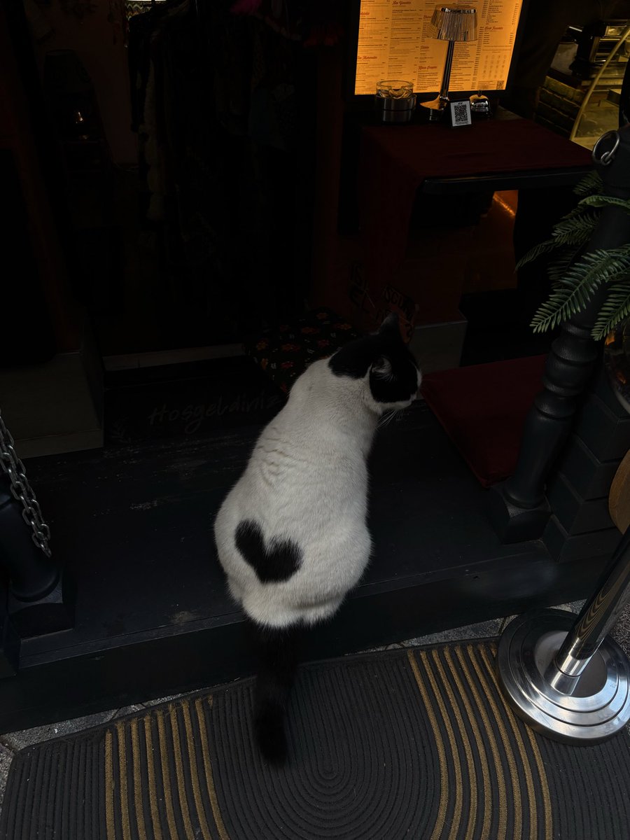 popisinde kalp olan sans kedisii🥹🥹💖💖💖💖