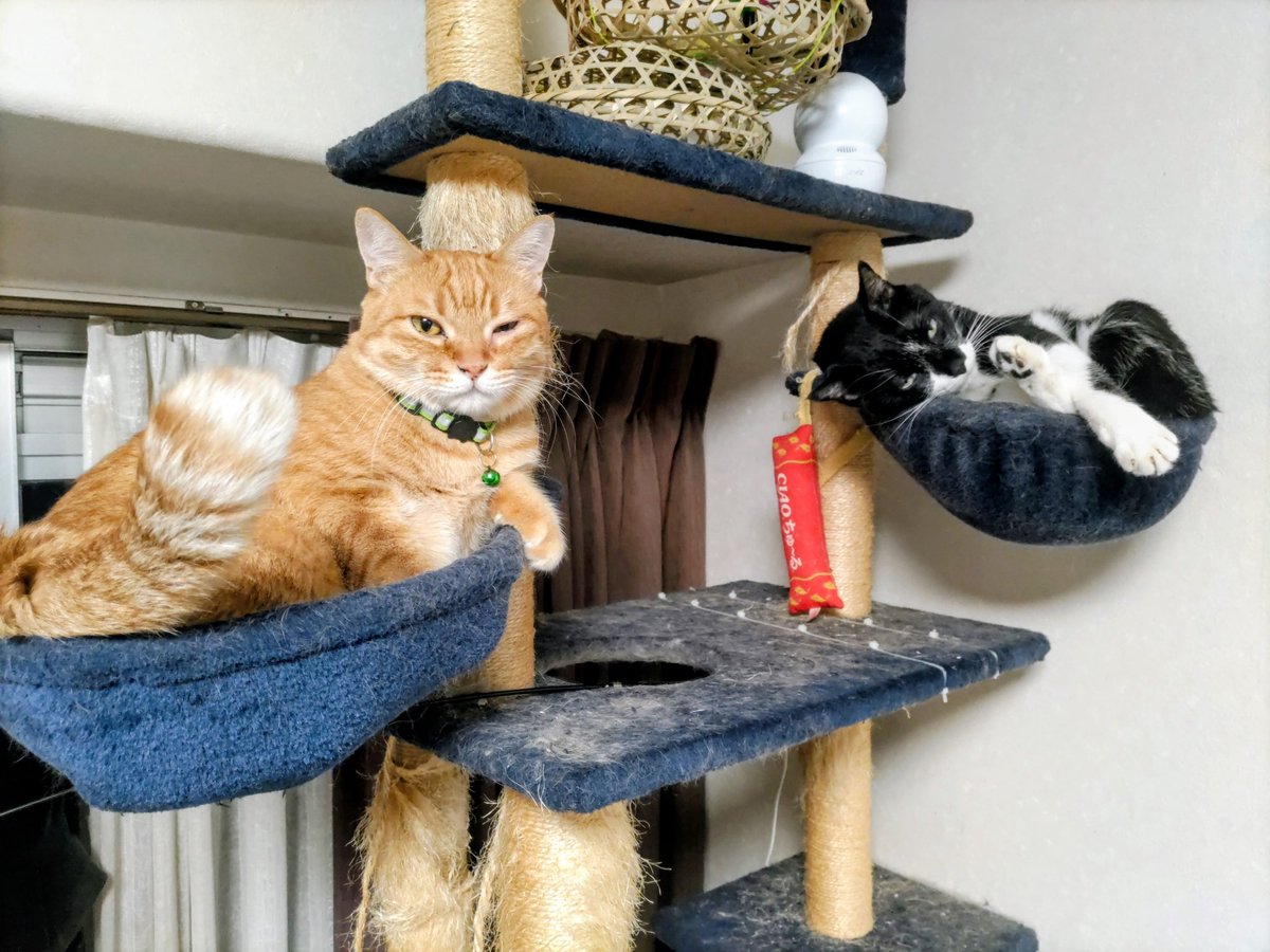 鐵猫 (@d8E9tjOLv3T8mfp) / Posts / X