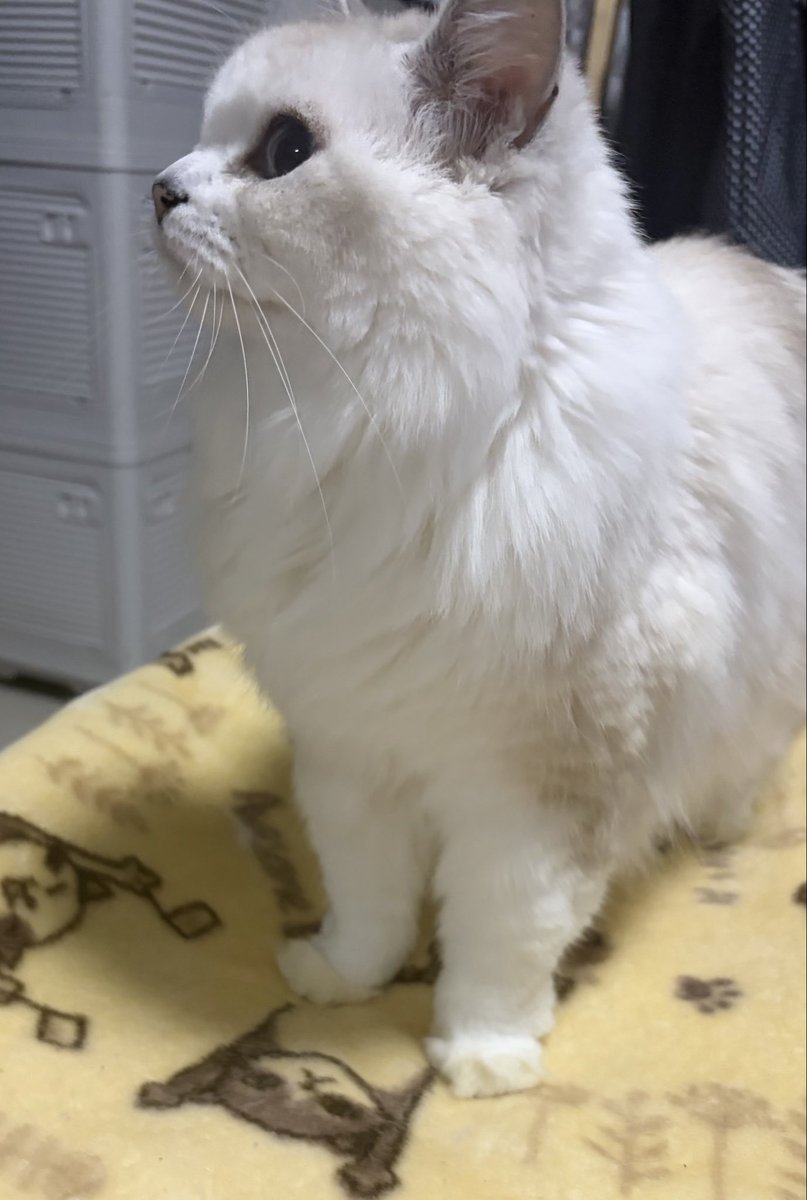 もふらฅ( ˙꒳​˙ ฅ) on X