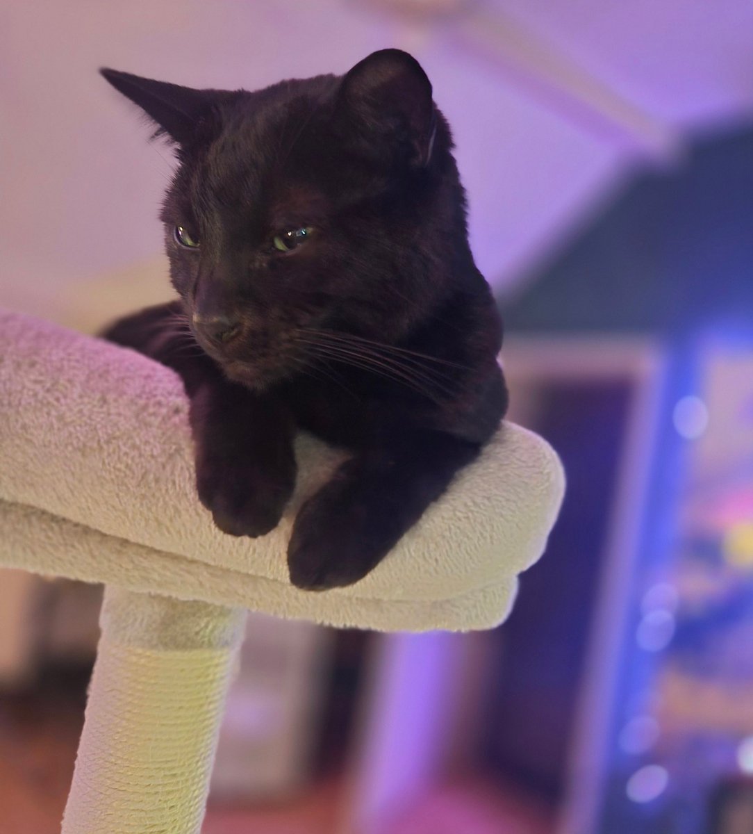 HiMeIsDo's tweet image. Alors que pour 150euros par mois GRAND MAX vous avez ce genre d'amour pendant 10 a 20 ans nah le débat est meme pas un peu dur