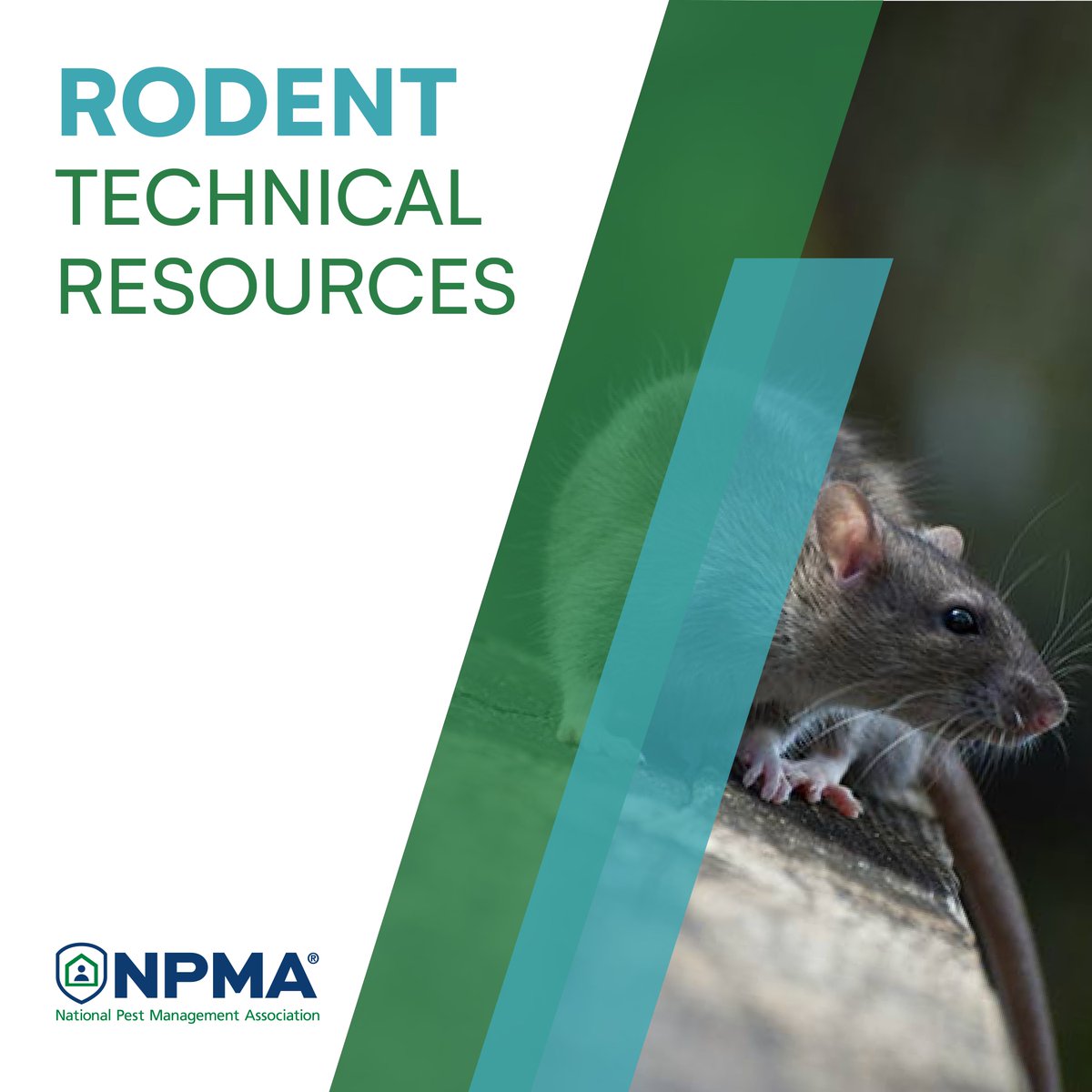 NationalPestMgt's tweet image. NPMA&apos;s Pestology Blog: Do Roof Rats Take the Bait? 🐀Find out what a real-world study revealed about roof rat behavior around bait stations. 
 hubs.la/Q03PW5Gj0 #RodentAwarenessWeek #PestManagement