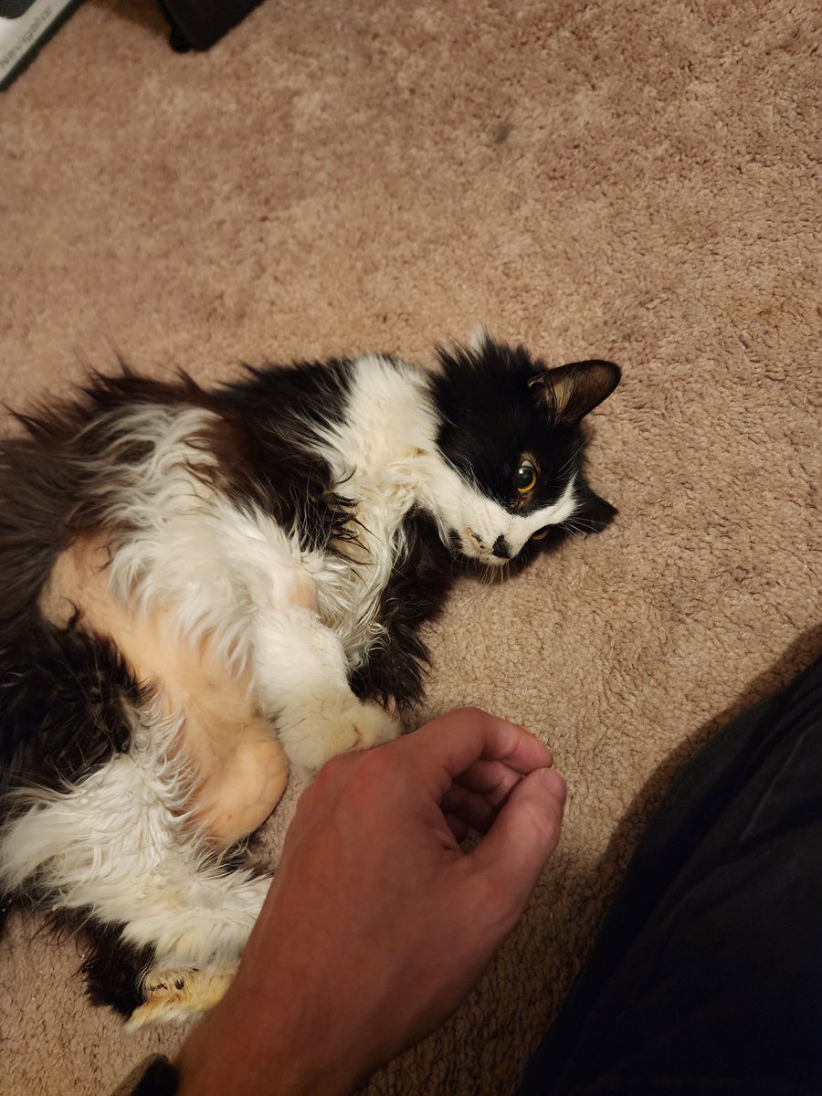 Update: Mia is home! She's going to be on a feeding tube for a few weeks to a few months. It all depends on her ability to eat/drink sufficiently on her own and get her liver operating normally. Vet bills are nearly $5000 now with more coming. 
prowrestlingtees.com/lukeleeofc