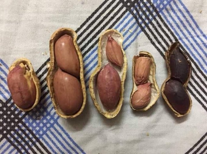 osemagnum's tweet image. SOMETIMES PREGNANCY CAN DRIVE YOU NUTS!

Of Peanuts and Pregnancies, The Quiet Politics of the Womb

I often say that pregnancy is nature’s most elegant gamble and every womb, a silent theatre where fate rehearses its script.

Take a look at these peanuts. Ordinary, yes. But…