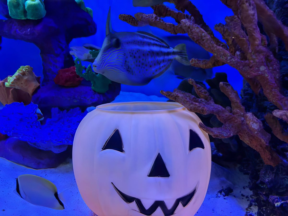 It's always a "gourd" time at the aquarium! 🎃

📸 by Destin Martinez, Aquarist

#GPZoo #aquarium #halloween