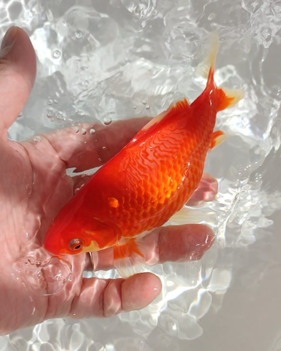 花金ビタミンカラー

素質ほとばしる当歳RED
鮒尾カップ魚色揚げ無しのRED

エース選定も決まり
そいつもこいつと一緒に育成RED