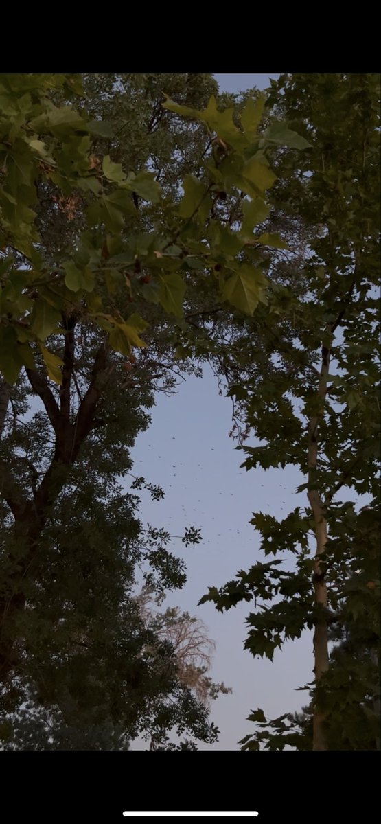 semiha (@semihagnr) on Twitter photo 