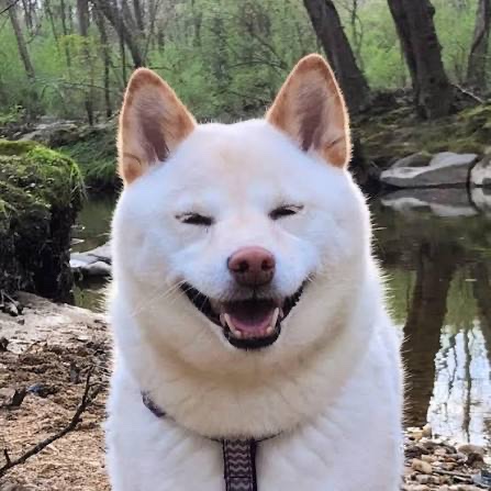 Vtuber vs inspo 
Inspired by Lappland but became a shiba 🐾