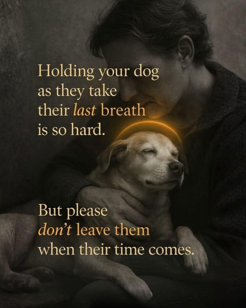 Dog Lovers (@doglovers03) on Twitter photo 