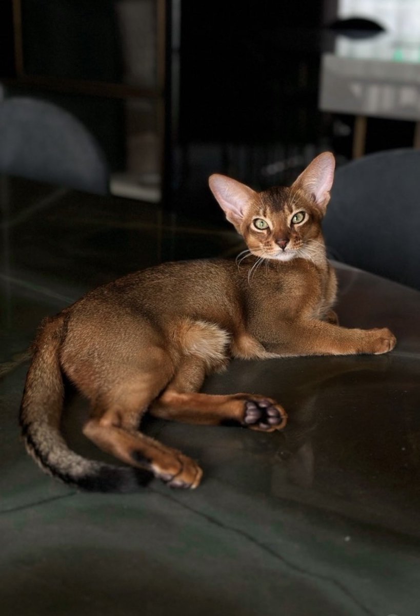 🙏👇 <a href="/mbatshuayi/">Michy Batshuayi</a> 
#SGE