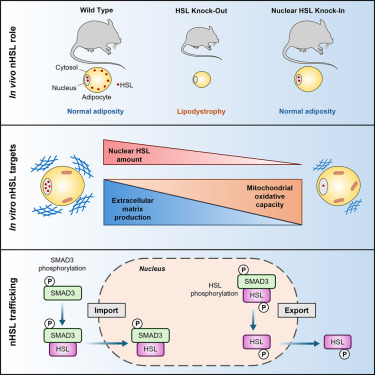 Cell_Metabolism's tweet photo. New!  Online now: Nuclear hormone-sensitive lipase regulates adipose tissue mass and adipocyte metabolism https://t.co/SxDbb5bXeG https://t.co/t9GavNOSh2
