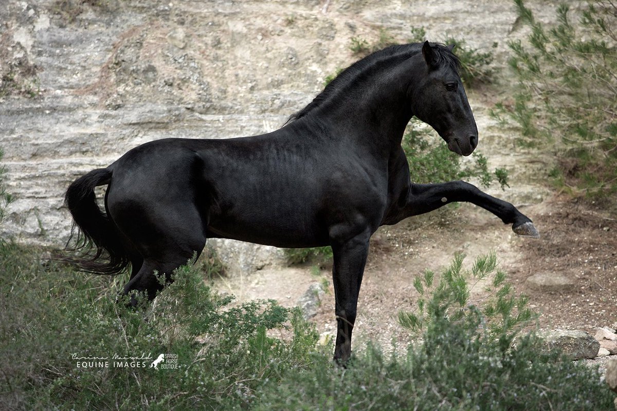 Inbreeding’in cinsiyet dengeli olması neden fark yaratır? Rasmussen’in en etkin kullanımı nasıldır?
Her zaman olumlu etkileri bilinen pedigri faktörlerinin genetik temellerini anlamaya çalışmışımdır; bu iki sorunun cevabını da nihayet genetik okumalarımda oldukça derinlerde