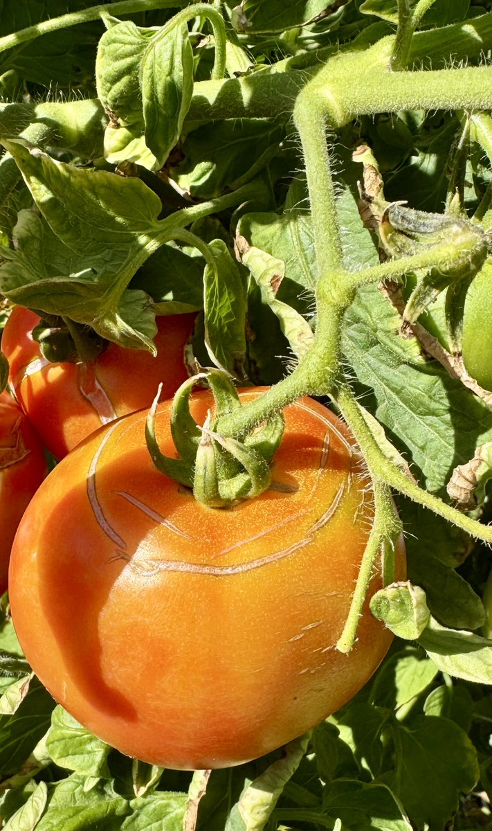 Ed Sikora tweet media