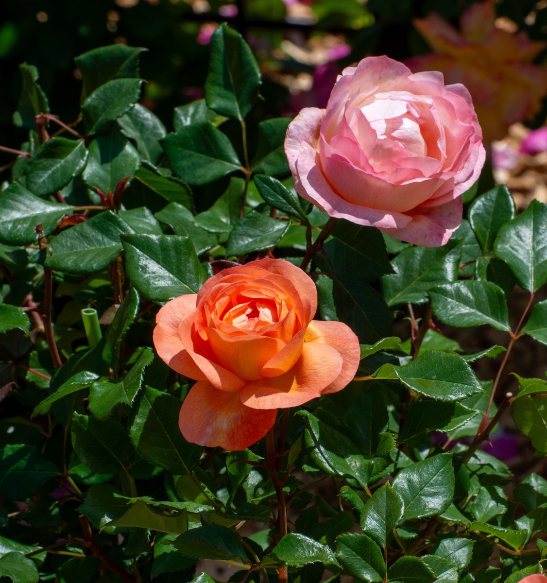 セット売りです。バラは考えていません！！ barabara on X