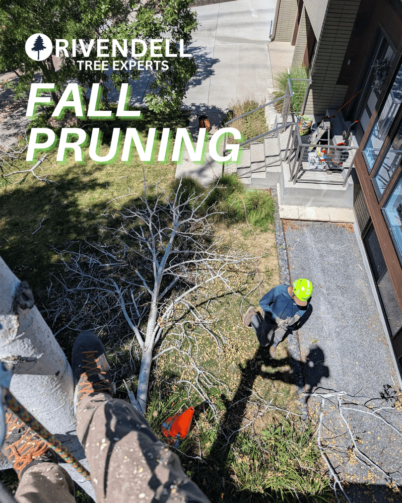 Rivendelltree's tweet image. 🍁 Fall Pruning Made Easy! ✂️🌳

Trust Utah’s Top Tree Care Provider to handle your fall pruning safely and efficiently so you can enjoy a worry-free season.

📞 801-928-4566
🌐 rivendelltreeexperts.com

#RivendellTreeExperts #UtahTreeCare #TreePruning #FallTreeCare