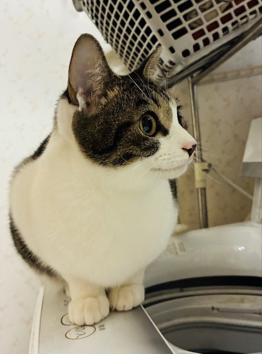 のんチャン のんちゃん on X