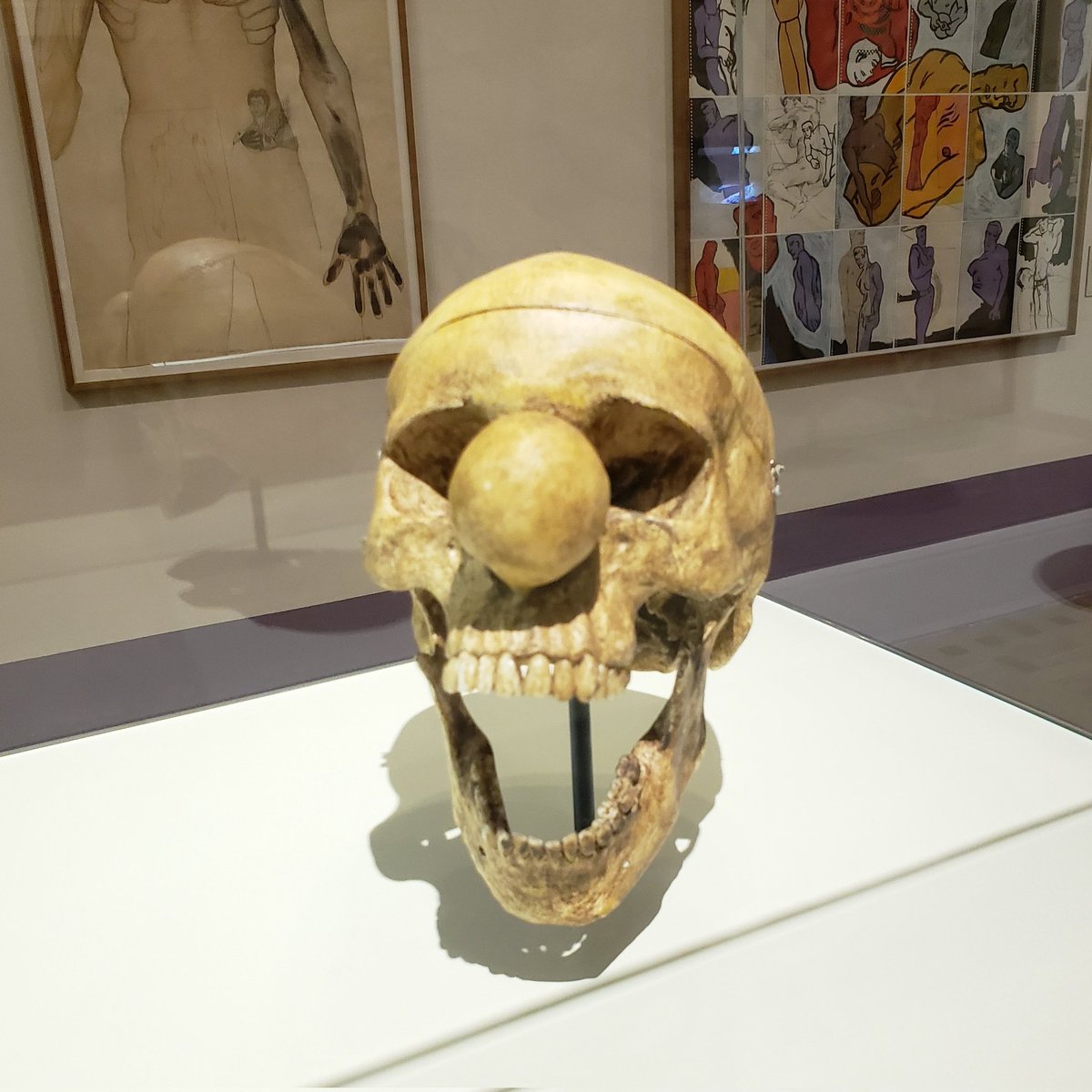 found buggy skull at the museum today
