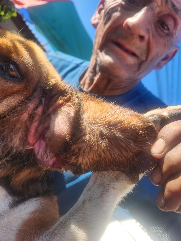 Estábamos haciendo ruta y uno de los que alimento en la calle, tiene asi su oreja hinchadisima, los otros perritos le estaban pegando, el viejito nos pidió ayuda porque lo ve mal y no quiere ni comer. Porfa🥺vamos a la vet🥺🙏
Solange Palacios
Banco estado
Cuenta rut
17376209-7