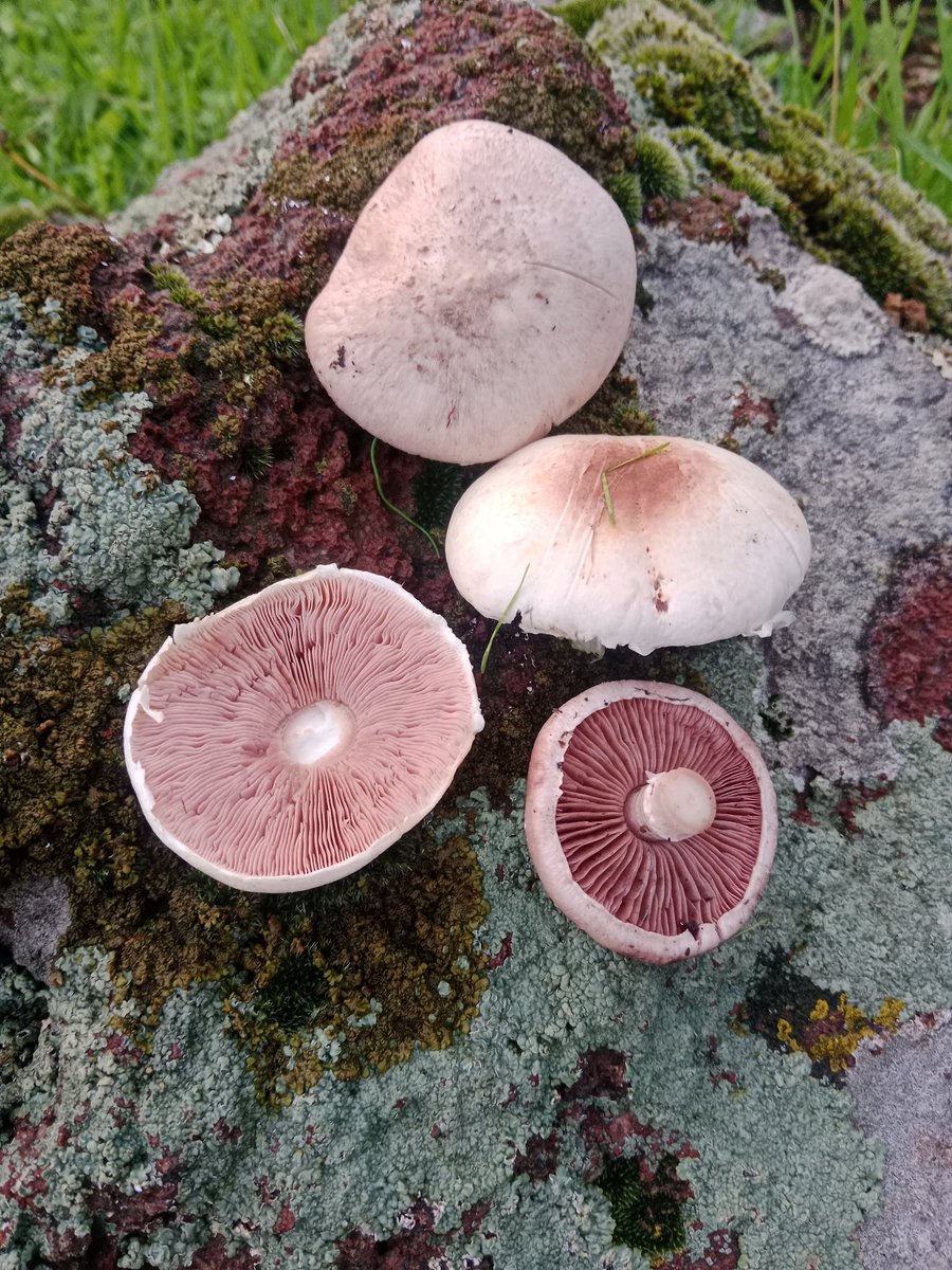 Her bir Agaricus campestiris (Çayır Mantarı türü) türüne çizik atıp, sararan (xanthodermus) olmamasına dikkat ettim.