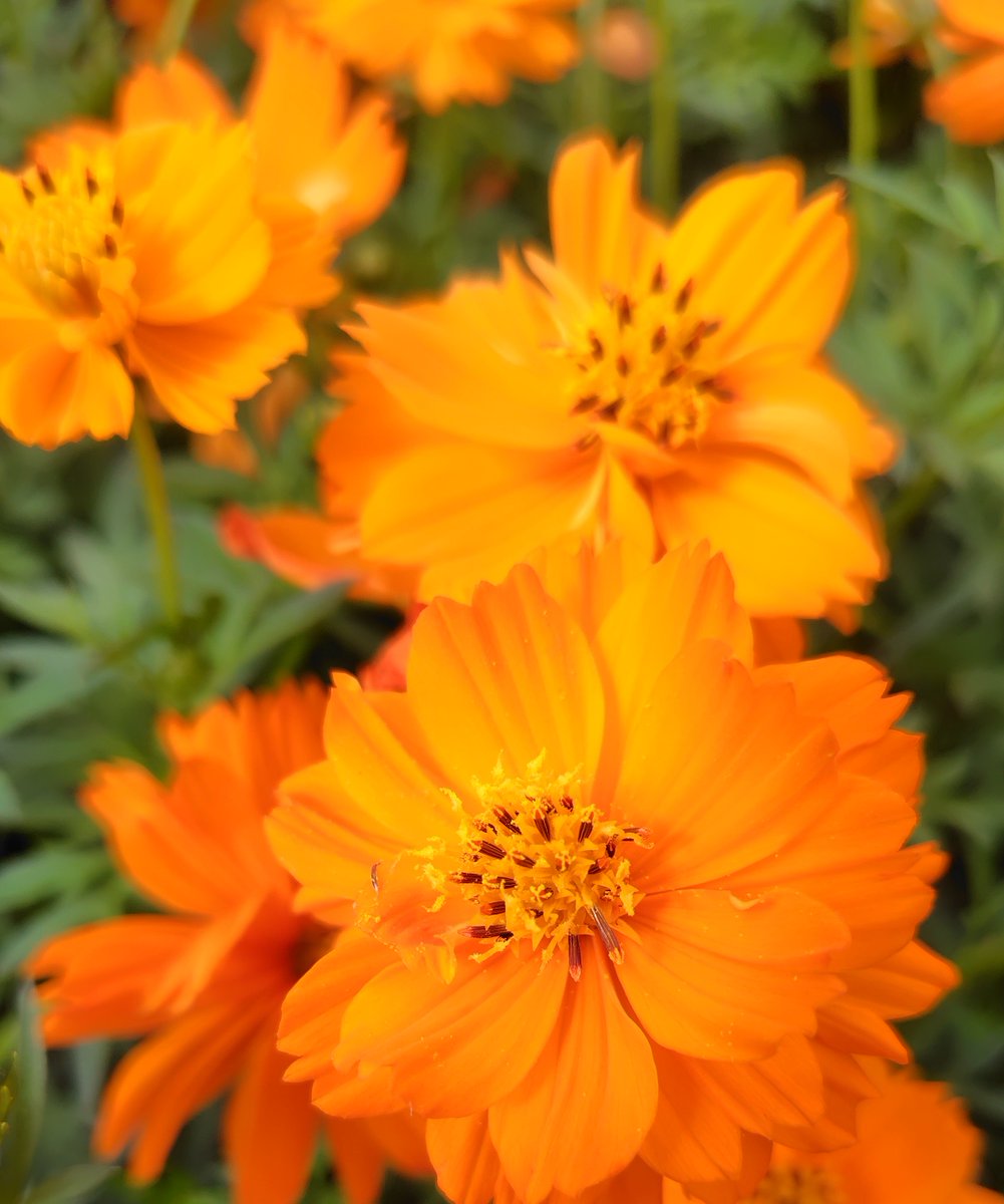 ラスト！激ヤバ実生選抜 【 Loop plants 005 】 検 冰雹 麻花龍 garigarikun999 on X