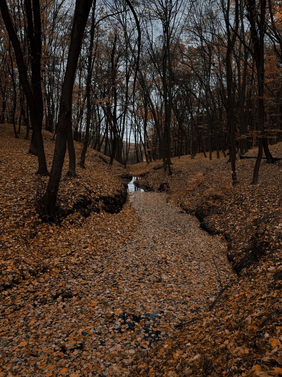 хочеться розчинитись в цій золотій ковдрі