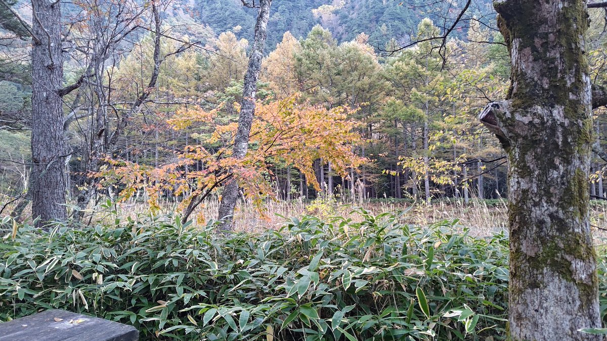 お早うございます!　快晴です。気温は1℃。寒いです。カラマツも黄金色になって来ました。