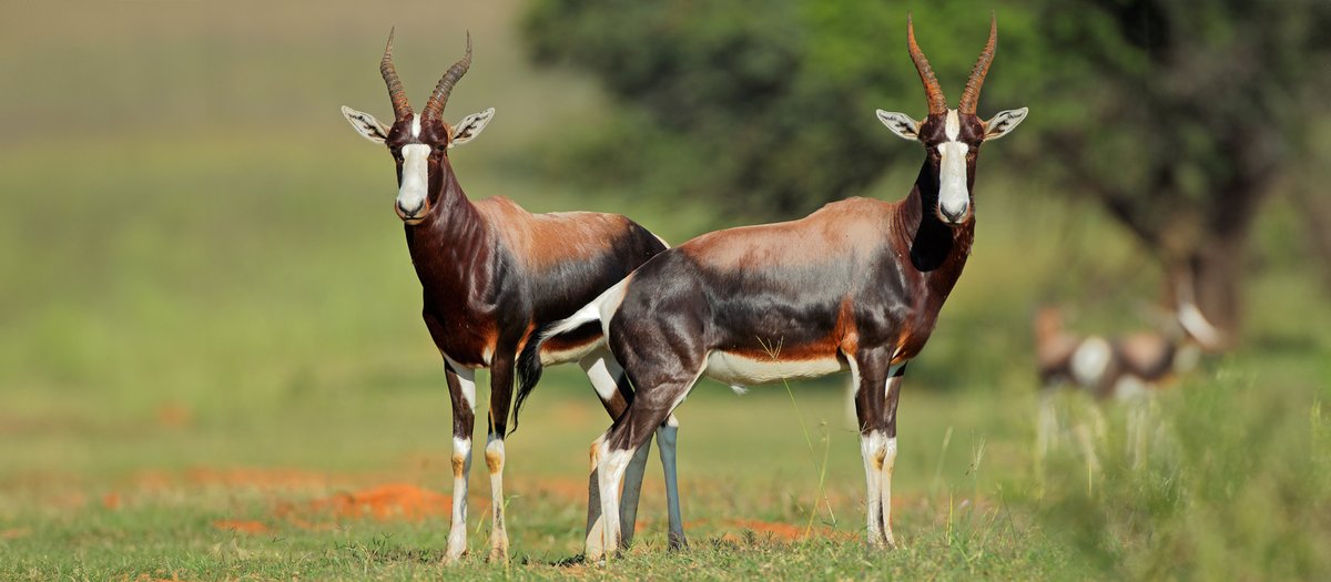 🦌 The European Parliament has adopted a science-based stance on the movement of hunting trophies ahead of #CITES CoP20 in Samarkand. 

👉 Read more: face.eu/2025/10/europe…

#Hunting #Conservation #WildlifeTrade #ScienceBasedPolicy