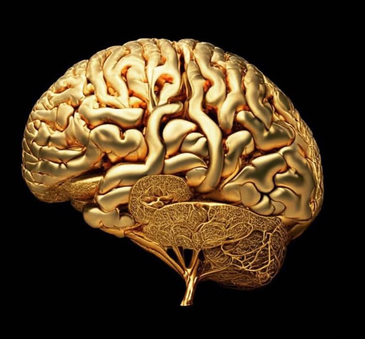 THEOCTOPUS_1's tweet image. A rare picture of Dave's brain