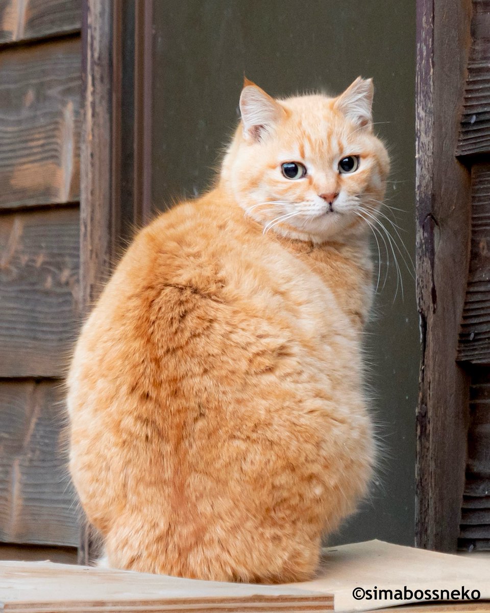simabossneko 写真集「島にゃんこ」発売中 on X