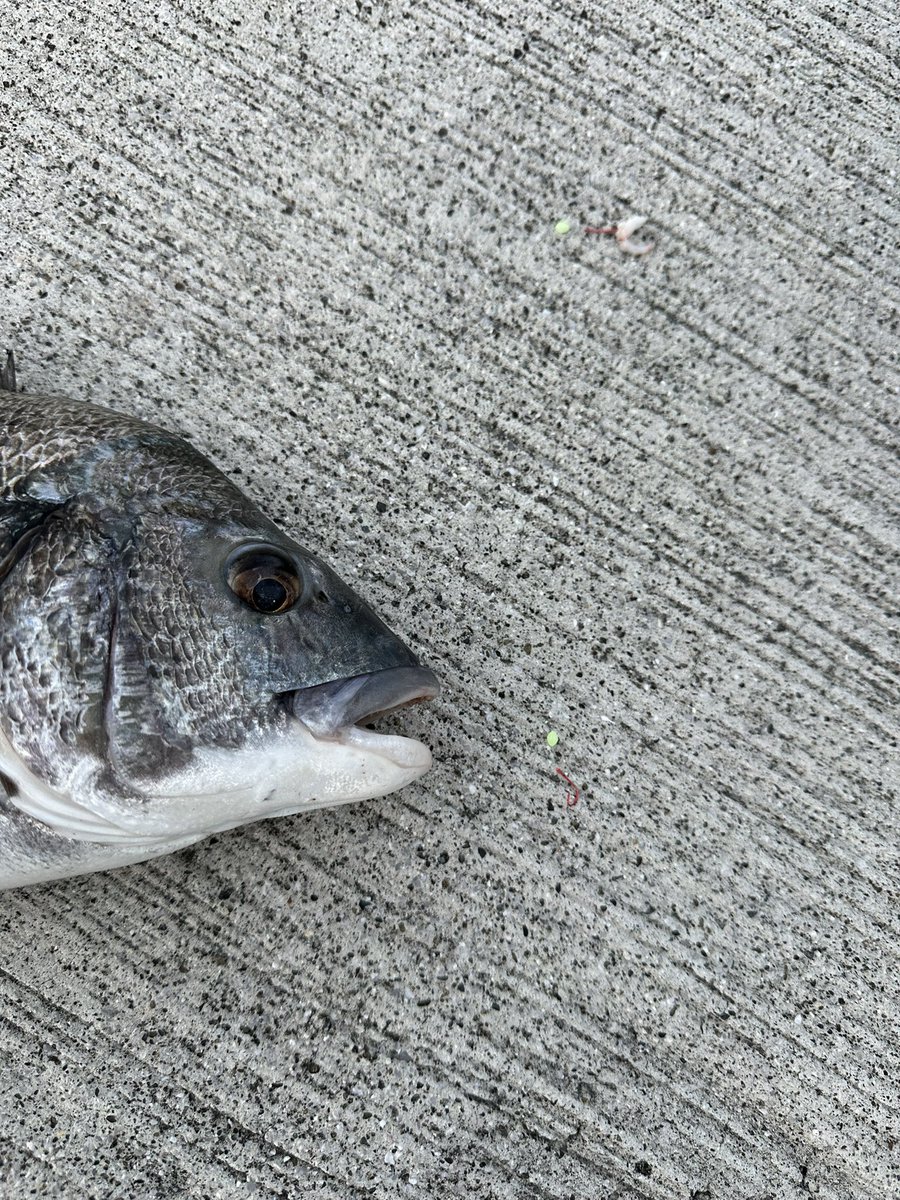 Libra@平日昼間はX断ちする on X