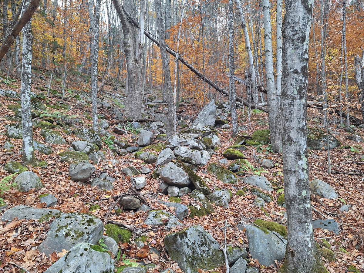 MysteriousMtn's tweet image. Can you spot the stonework? 
#stonework #stonerow #stonewall #Vermont #Appalachiantrail