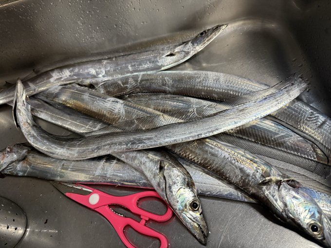 完全に太刀魚シーズン開幕した 