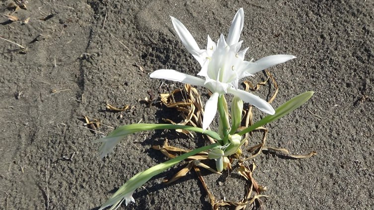🌾Mersin'de nesli tükenme tehlikesi olan 'kum zambaklarını' koparmanın 2,8 milyon TL’ye kadar cezası var.

tr.trthaber.com/1/fc33209c