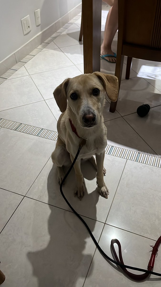 iammxc's tweet photo. Me perguntaram na rua se a raça do Manel era Galgo

O manel x o galgo

Parando pra pensar… https://t.co/2B64RJSlgp