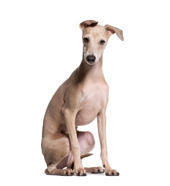 iammxc's tweet photo. Me perguntaram na rua se a raça do Manel era Galgo

O manel x o galgo

Parando pra pensar… https://t.co/2B64RJSlgp