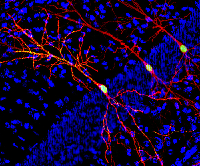 BasedBiohacker's tweet image. life becomes easier when you rewire your brain to the fact that you can just do stuff
anything, it's in your hands. most things, within an arms reach.
your routine is yours, and so is your life.