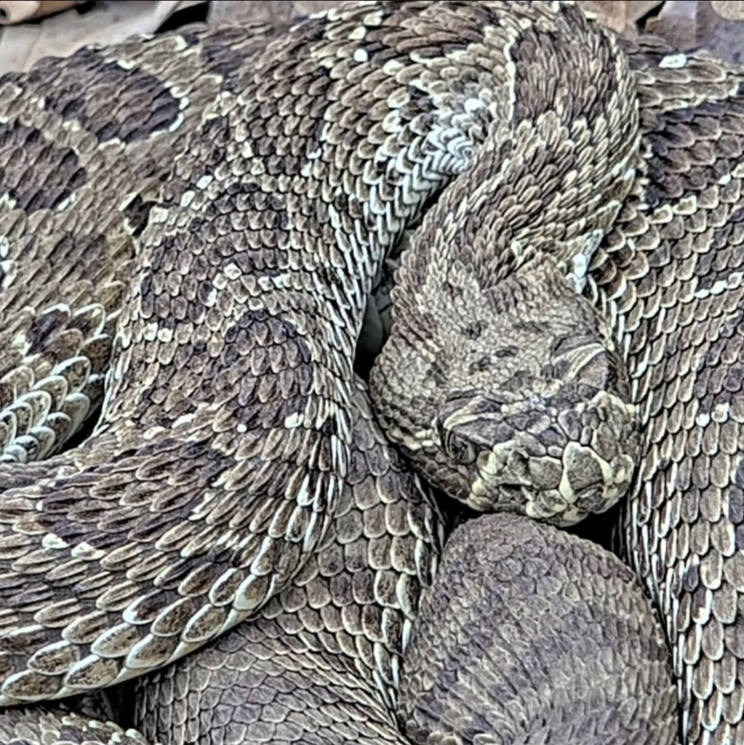 Project RattleCam tweet media