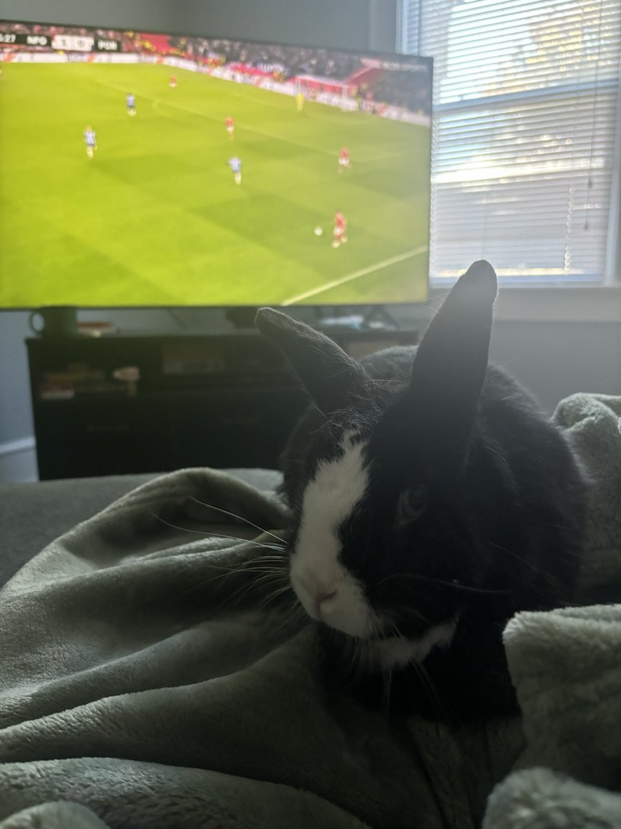They say rabbit feet are lucky. So I got 4 feet to watch the boss’s first game w me today. 

2-0. Clean sheet. Dyche masterclass 

The bunny will be back #NFFC