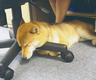 tacoche's tweet image. 青林工藝舎の中で、編集のお仕事中には、机の下、椅子の脚のところが定位置のラッキー。
編集部の重鎮。実はアックスや数々の書籍の中、編集の中に密かにラッキーがいたのです。