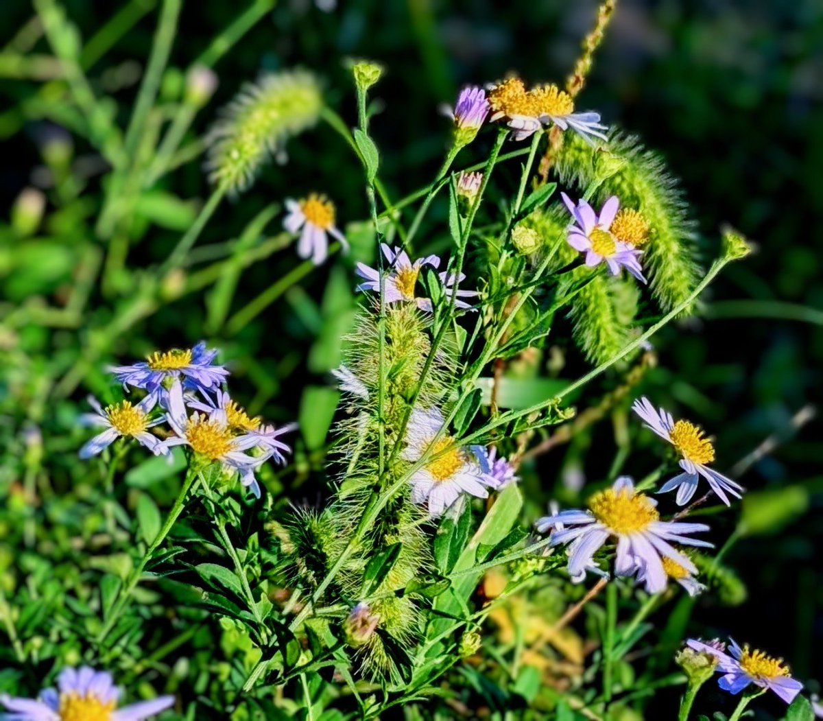 ♦︎あんこページ♦︎ あんこ on X