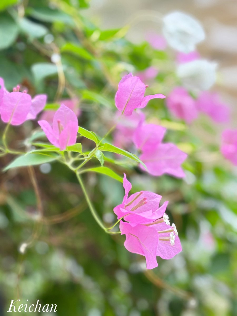 ケイチャンページ けいちゃん on X