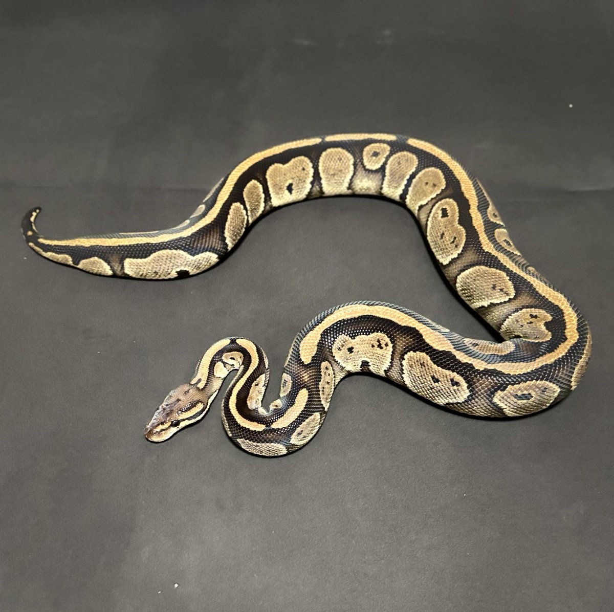 h904K1ivGXHzBJH's tweet image. 脱皮完了✨

#ballpython
#ボールパイソン