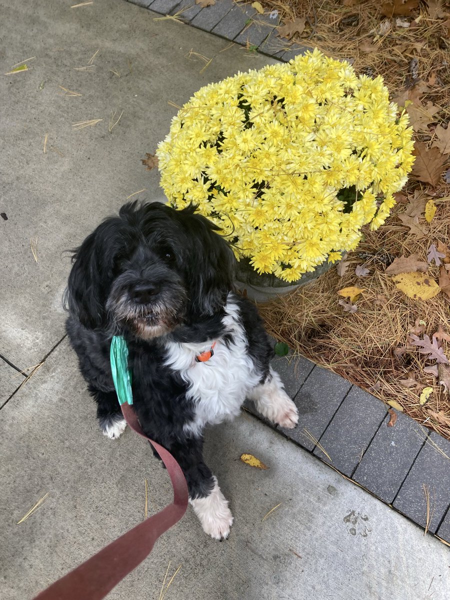 Today’s afternoon dog walk pic.