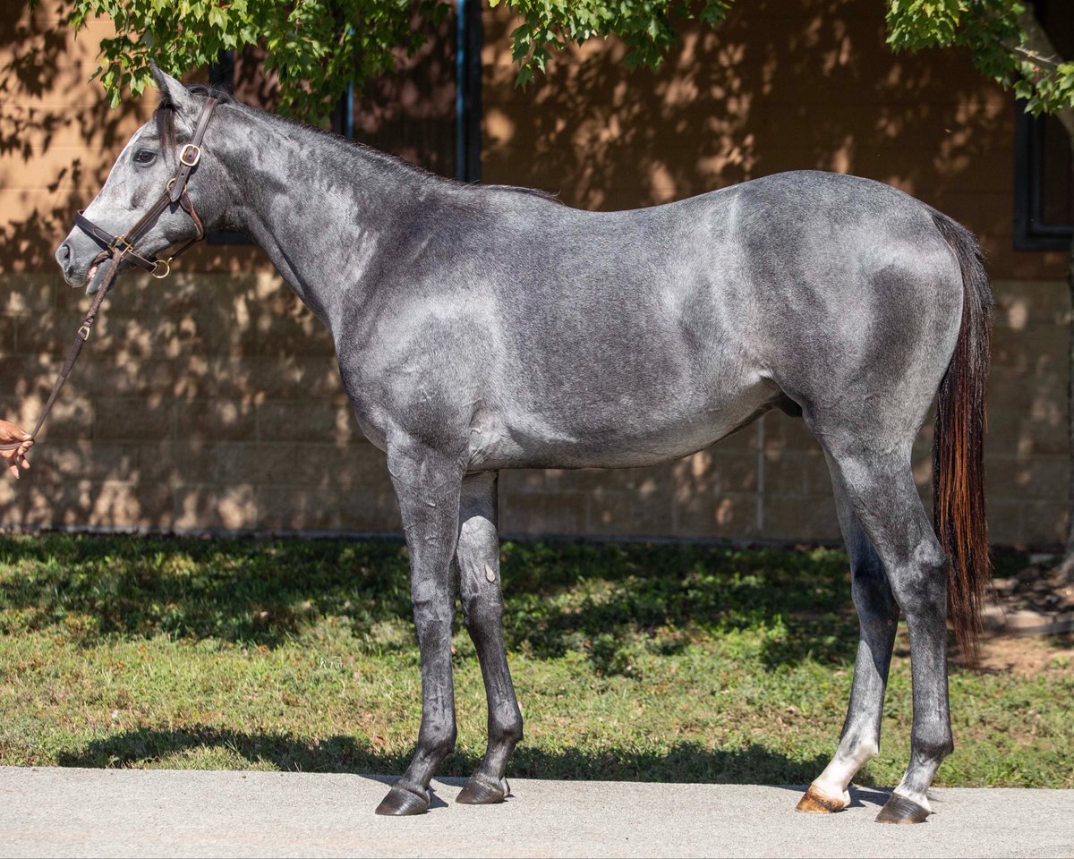 تقرير ختام مشتريات إسطبلات السباق بمزاد فاسيق تبتون كنتاكي لأعمار السنه 
<a href="/FasigTiptonCo/">Fasig-Tipton</a> 

•🏇 مهر ابن الفحل العالمي Uncle Mo والأم ابنة الفحل العالمي Unbridled’s Song من عائلة DYNAMIC ONE - Our Emblem - MR SPEAKER.

•🏇 مهر ابن الفحل العالمي Good Magic والأم بلاك تايب ابنة