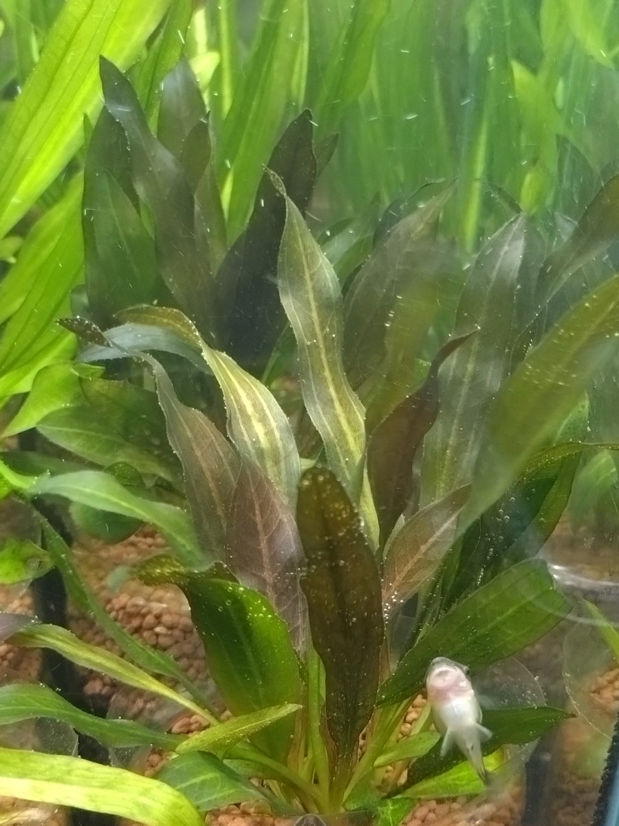 まさ@某ブログ管理人 (@aquanikki2) / Posts / X