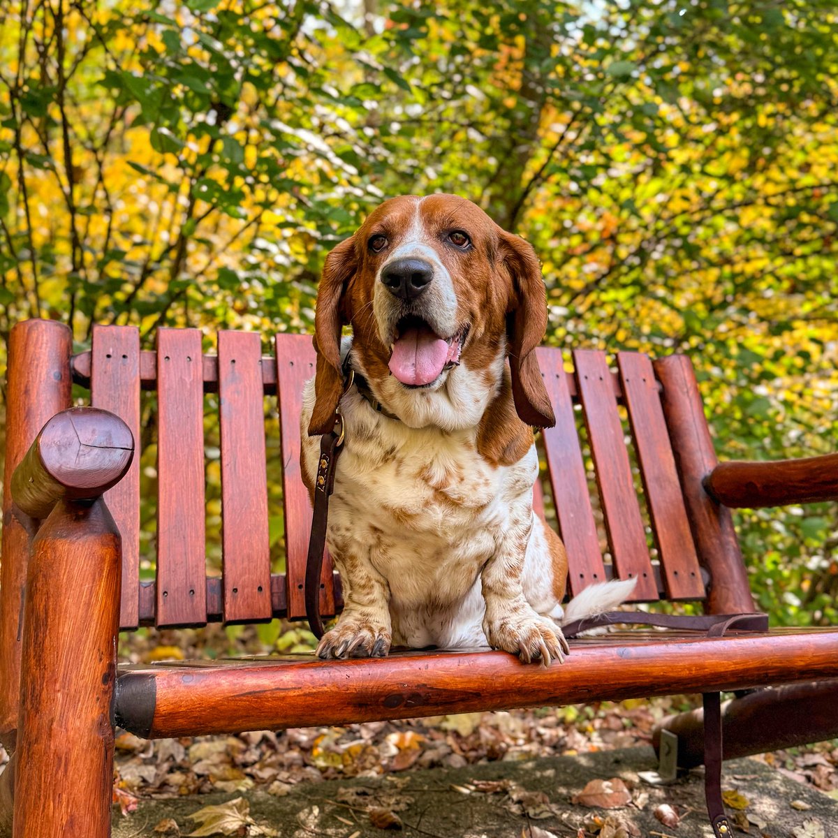 ElmerTheBasset's tweet image. I’ve saved you a seat 🥰 #bassethound #autumn #outdoors #ohio