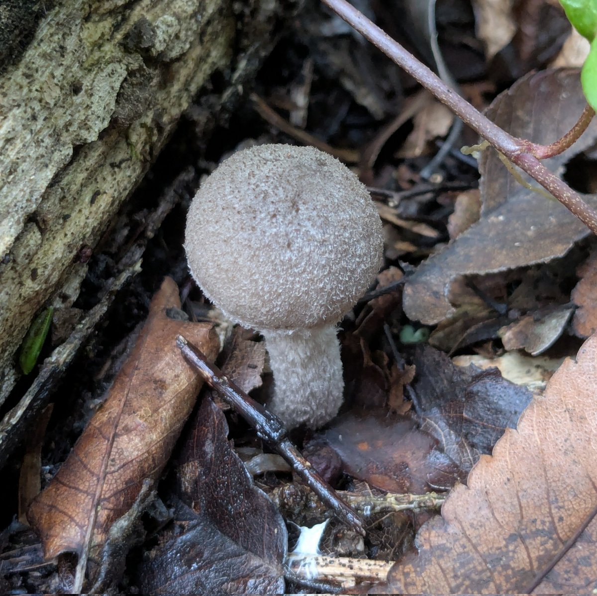 キノコッコ　ページ katsunobu yoshida on X