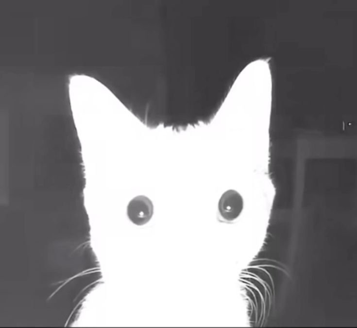 Hello tl 
Miss me?