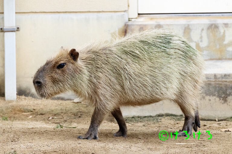 カピバラページ トバリジュウロー (@nbwild) / Posts / X