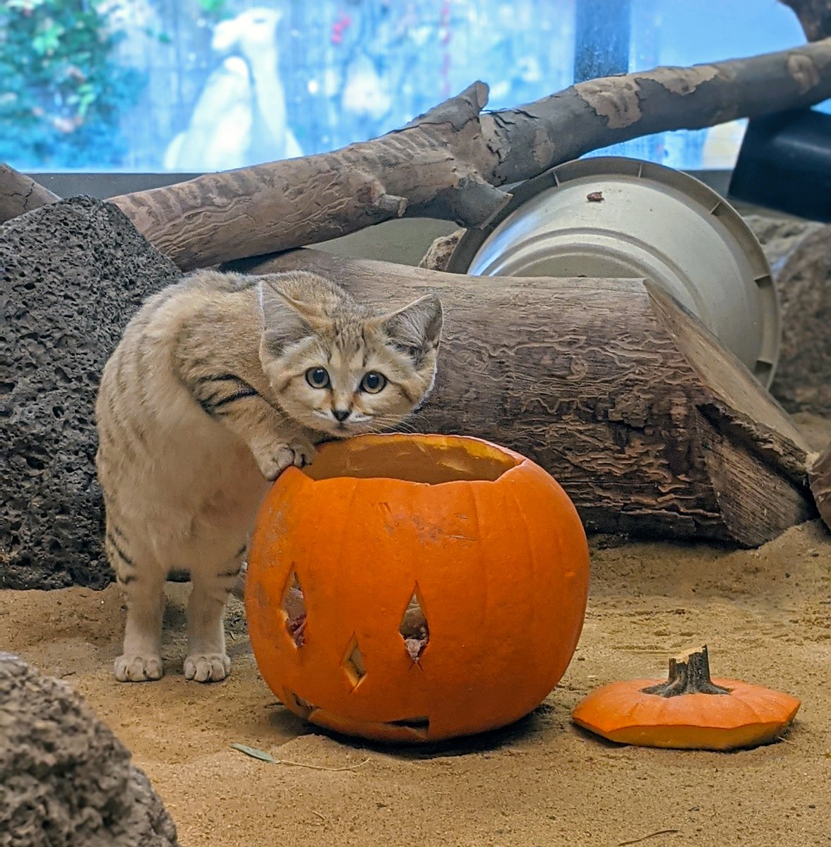🎃 Boo at the Zoo is this weekend! 🐾

The ultimate family-friendly Halloween weekend happening Sat, Oct 25 &amp;  Sun, Oct 26.
🍬 Trick-or-treat stations
🦁 Animals enjoying Halloween treats
🧙 Costume contests for all ages
🎨 Face painting &amp; photo ops
🛍️ Vendors &amp; much more