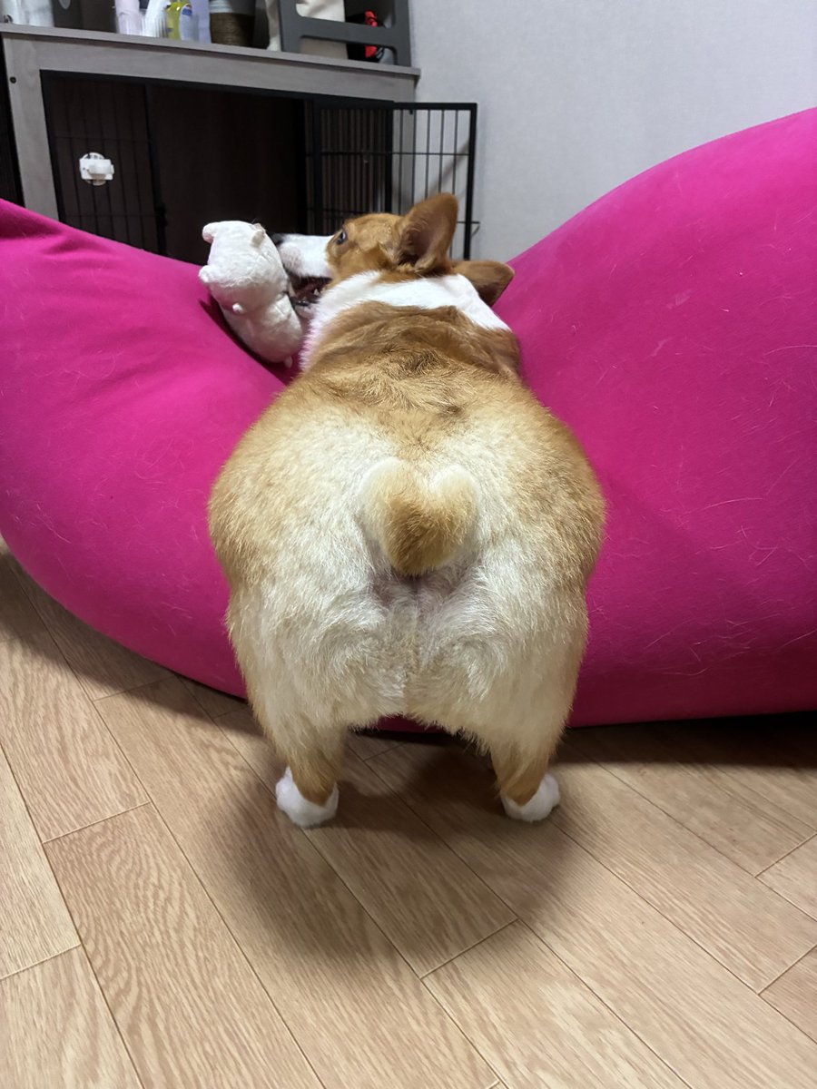 ヤナコ tweet media
